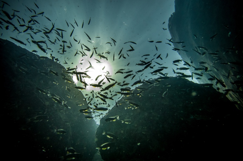 Cyprichromis sp. 'dwarf jumbo' Nondwa Point